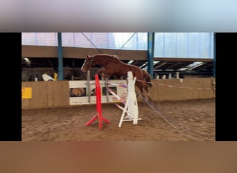 Westphalien, Jument, 8 Ans, 173 cm, Bai