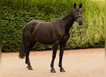 Westphalien, Jument, 8 Ans, 175 cm, Noir