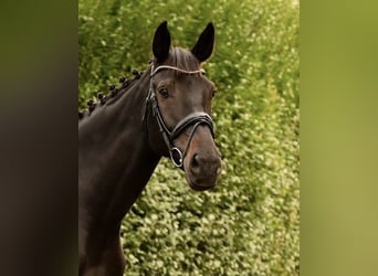 Westphalien, Jument, 8 Ans, 175 cm, Noir