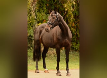 Westphalien, Jument, 8 Ans, 175 cm, Noir