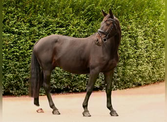 Westphalien, Jument, 8 Ans, 175 cm, Noir