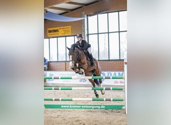 Westphalien, Jument, 8 Ans, 180 cm, Bai