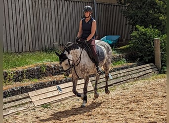 Westphalien, Jument, 9 Ans, 160 cm, Gris