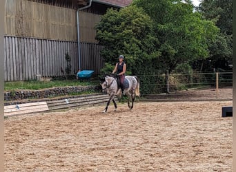 Westphalien, Jument, 9 Ans, 160 cm, Gris