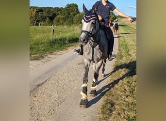 Westphalien, Jument, 9 Ans, 160 cm, Gris