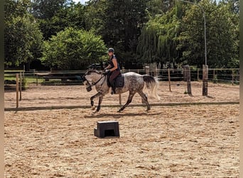 Westphalien, Jument, 9 Ans, 160 cm, Gris