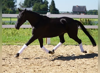 Westphalien, Jument, 9 Ans, 162 cm, Noir
