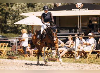 Westphalien, Jument, 9 Ans, 163 cm, Bai