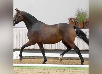 Westphalien, Jument, 9 Ans, 165 cm
