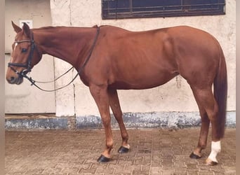 Westphalien, Jument, 9 Ans, 167 cm, Alezan