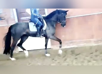 Westphalien, Jument, 9 Ans, 167 cm, Noir