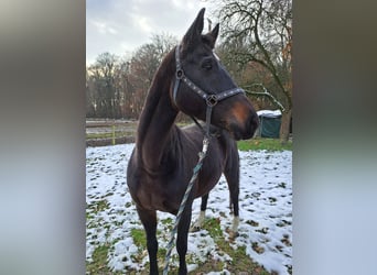 Westphalien, Jument, 9 Ans, 168 cm, Bai brun