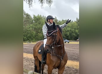 Westphalien, Jument, 9 Ans, 168 cm, Bai