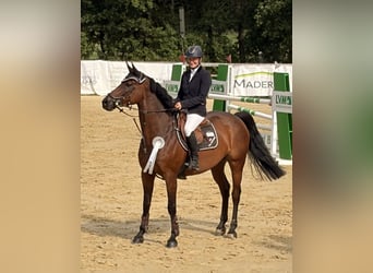 Westphalien, Jument, 9 Ans, 168 cm, Bai