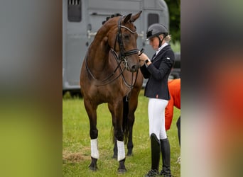 Westphalien, Jument, 9 Ans, 168 cm