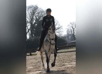 Westphalien, Jument, 9 Ans, 168 cm, Gris