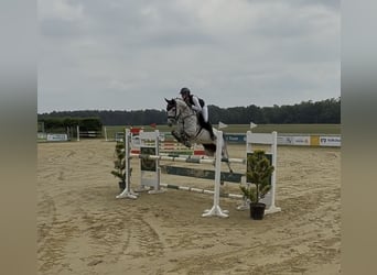 Westphalien, Jument, 9 Ans, 168 cm, Gris