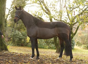 Westphalien, Jument, 9 Ans, 169 cm, Bai brun