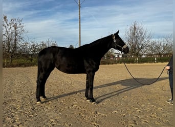 Westphalien, Jument, 9 Ans, 170 cm, Bai brun foncé