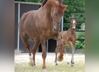 Westphalien, Jument, 9 Ans, 171 cm, Alezan brûlé