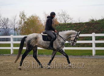 Westphalien, Jument, 9 Ans, 171 cm, Gris