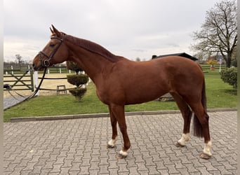 Westphalien, Jument, 9 Ans, 174 cm, Alezan