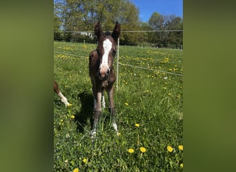 Westphalien, Jument, Poulain (04/2025), 164 cm, Bai brun