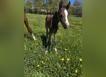 Westphalien, Jument, Poulain (04/2025), 164 cm, Bai brun