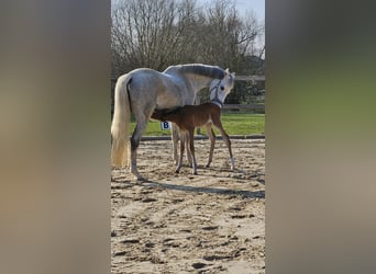 Westphalien, Jument, Poulain (03/2026), 168 cm, Bai