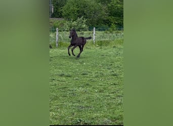 Westphalien, Jument, Poulain (03/2026), 170 cm, Bai brun foncé