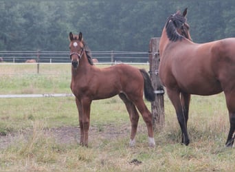 Westphalien, Jument, Poulain (05/2026), 170 cm, Bai