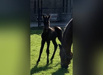 Westphalien, Jument, Poulain (03/2026), 170 cm, Noir