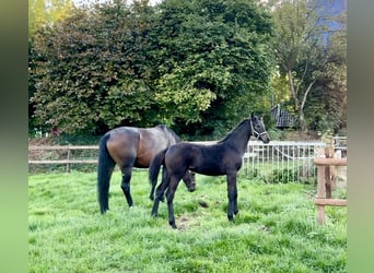 Westphalien, Jument, Poulain (05/2025), 173 cm, Bai brun foncé