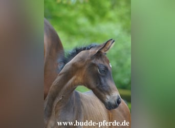 Westphalien, Jument, Poulain (01/2026), 173 cm, Bai brun foncé