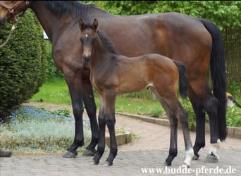 Westphalien, Jument, Poulain (01/2026), 173 cm, Bai brun foncé