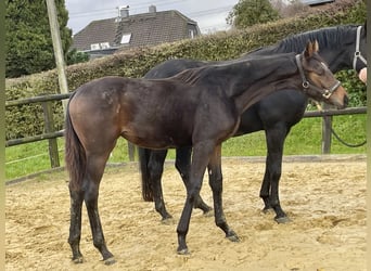 Westphalien, Jument, Poulain (03/2023), 175 cm, Bai brun