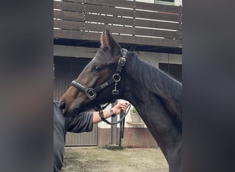 Westphalien, Jument, Poulain (03/2023), 175 cm, Bai brun