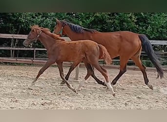 Westphalien, Jument, Poulain (03/2025), Alezan brûlé
