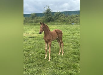 Westphalien, Jument, Poulain (04/2026), Alezan