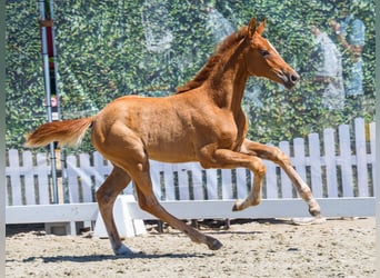 Westphalien, Jument, Poulain (05/2026), Alezan