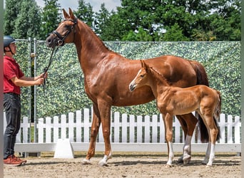 Westphalien, Jument, Poulain (06/2025), Alezan