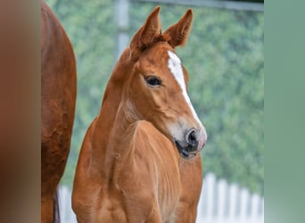 Westphalien, Jument, Poulain (06/2025), Alezan