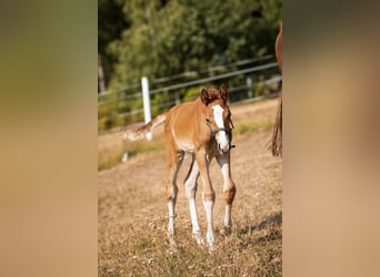 Westphalien, Jument, Poulain (06/2026), Alezan