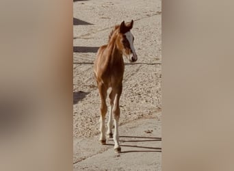 Westphalien, Jument, Poulain (04/2026), Alezan