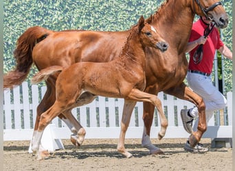 Westphalien, Jument, Poulain (05/2026), Alezan
