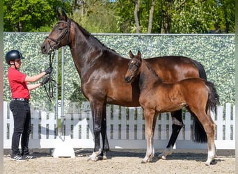Westphalien, Jument, Poulain (03/2026), Bai brun
