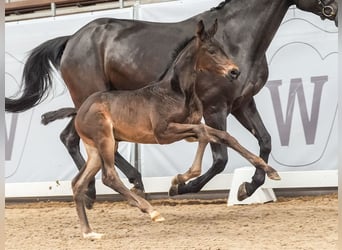 Westphalien, Jument, Poulain (05/2024), Bai brun