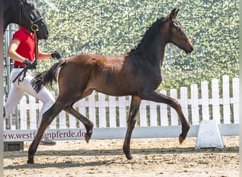 Westphalien, Jument, Poulain (05/2025), Bai brun