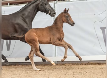 Westphalien, Jument, Poulain (05/2024), Bai brun