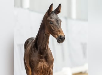 Westphalien, Jument, Poulain (05/2024), Bai brun